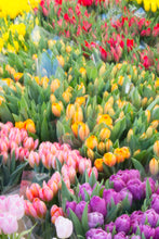 Load image into Gallery viewer, Tulip Market Photo