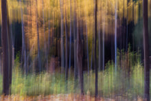 Load image into Gallery viewer, Enchanted Forest