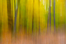 Load image into Gallery viewer, Forest Moods