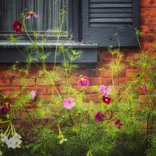 Load image into Gallery viewer, "Garden Charm" Greeting Card