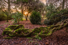 Load image into Gallery viewer, "Souls Entwined" Greeting Card