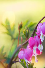 Load image into Gallery viewer, Spring Spirits