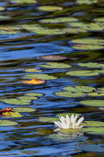 Load image into Gallery viewer, "Summer's Gifts" Greeting Card