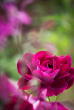 Load image into Gallery viewer, Garden Love Package #3 + Stamps + Notepad