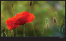 Load image into Gallery viewer, Garden Love Package #1