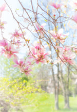 Load image into Gallery viewer, Magnolia Flower Photo
