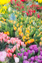 Load image into Gallery viewer, Tulip Market Photo
