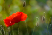 Load image into Gallery viewer, Garden Love Package #1
