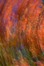 Load image into Gallery viewer, Embrace
