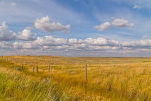 Load image into Gallery viewer, Fields of Gold, Manitoba
