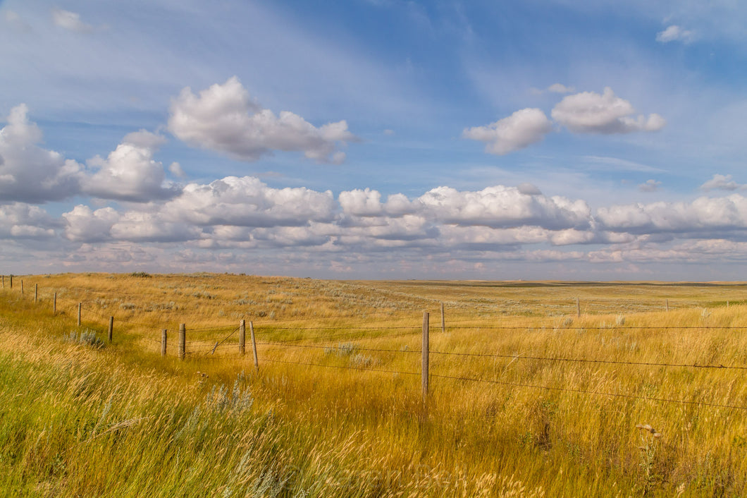 Fields of Gold, Manitoba