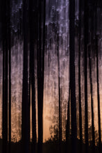 Load image into Gallery viewer, Spirit of the Pines
