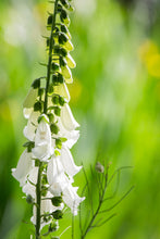 Load image into Gallery viewer, Garden Package #2 + Stamps
