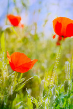 Load image into Gallery viewer, Sway
