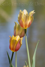 Load image into Gallery viewer, &quot;Sisters &amp; Friends&quot; Greeting Card
