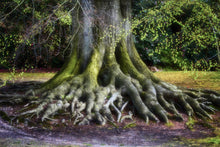 Load image into Gallery viewer, Woven Stories
