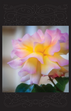 Load image into Gallery viewer, Garden Love Package #1
