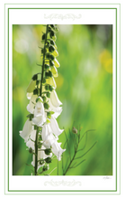 Load image into Gallery viewer, Garden Love Package #1
